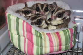 צרכים חברתיים