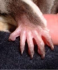 גזירת ציפורניים