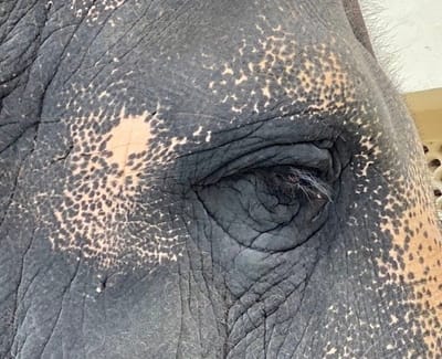 INDIA, THROUGH MY EYES...
