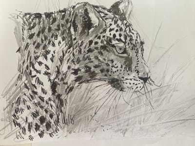Africa: The Mysterious Leopards— A Fascinating Dive into Their World and Love Secrets!