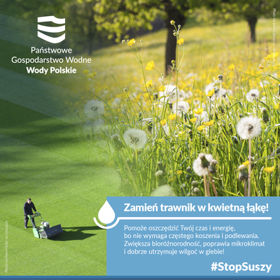 Kwietna łąka zamiast trawnika