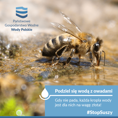 Woda w ogrodzie – niezbędna ludziom, niezbędna owadom