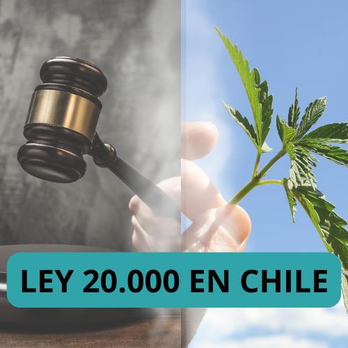 ¿Qué derechos tengo como paciente medicinal de Cannabis?