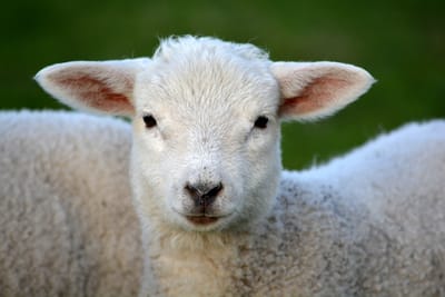 About image