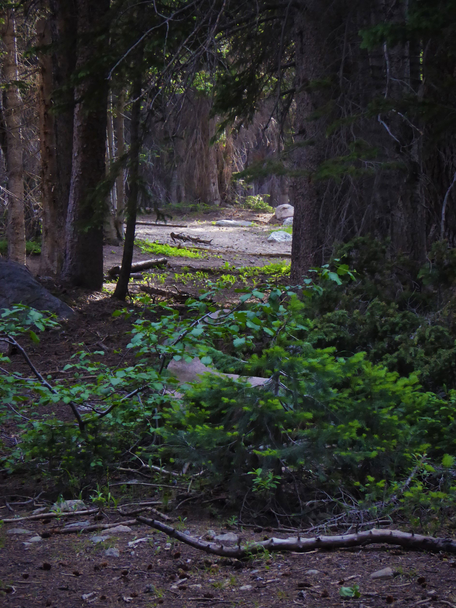 Rainforest Trail