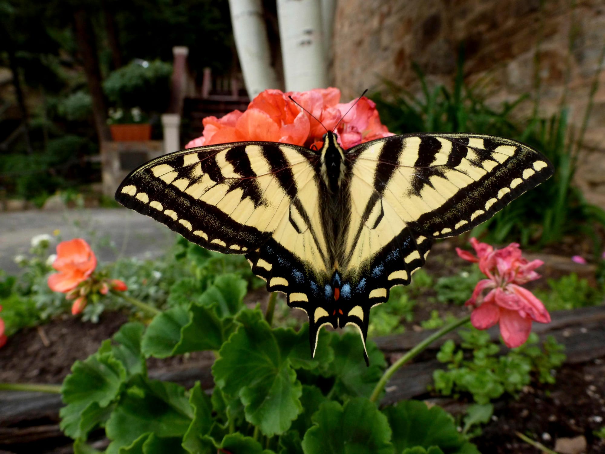 Tiger Swallowtail