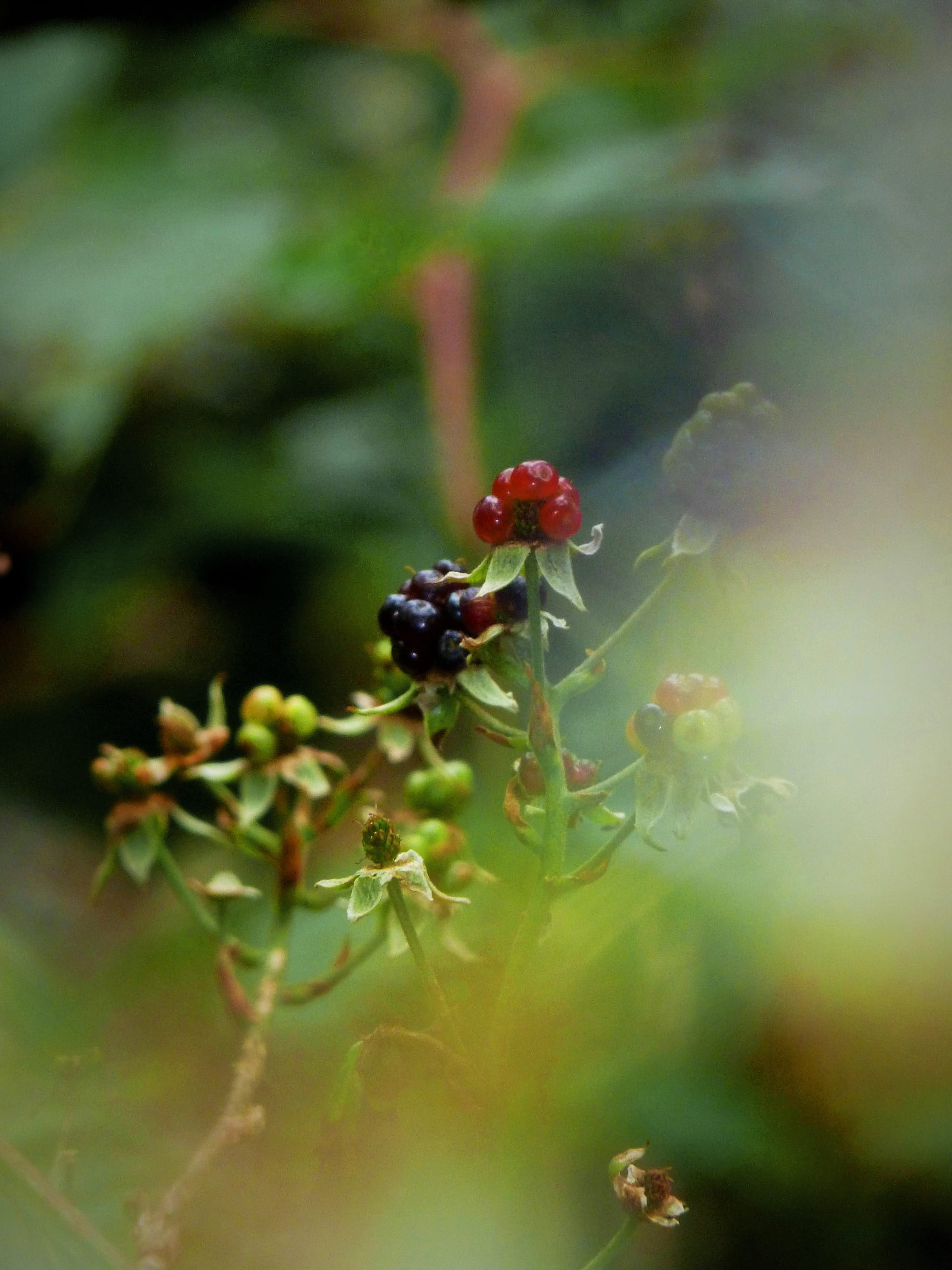 Berries in the Mist