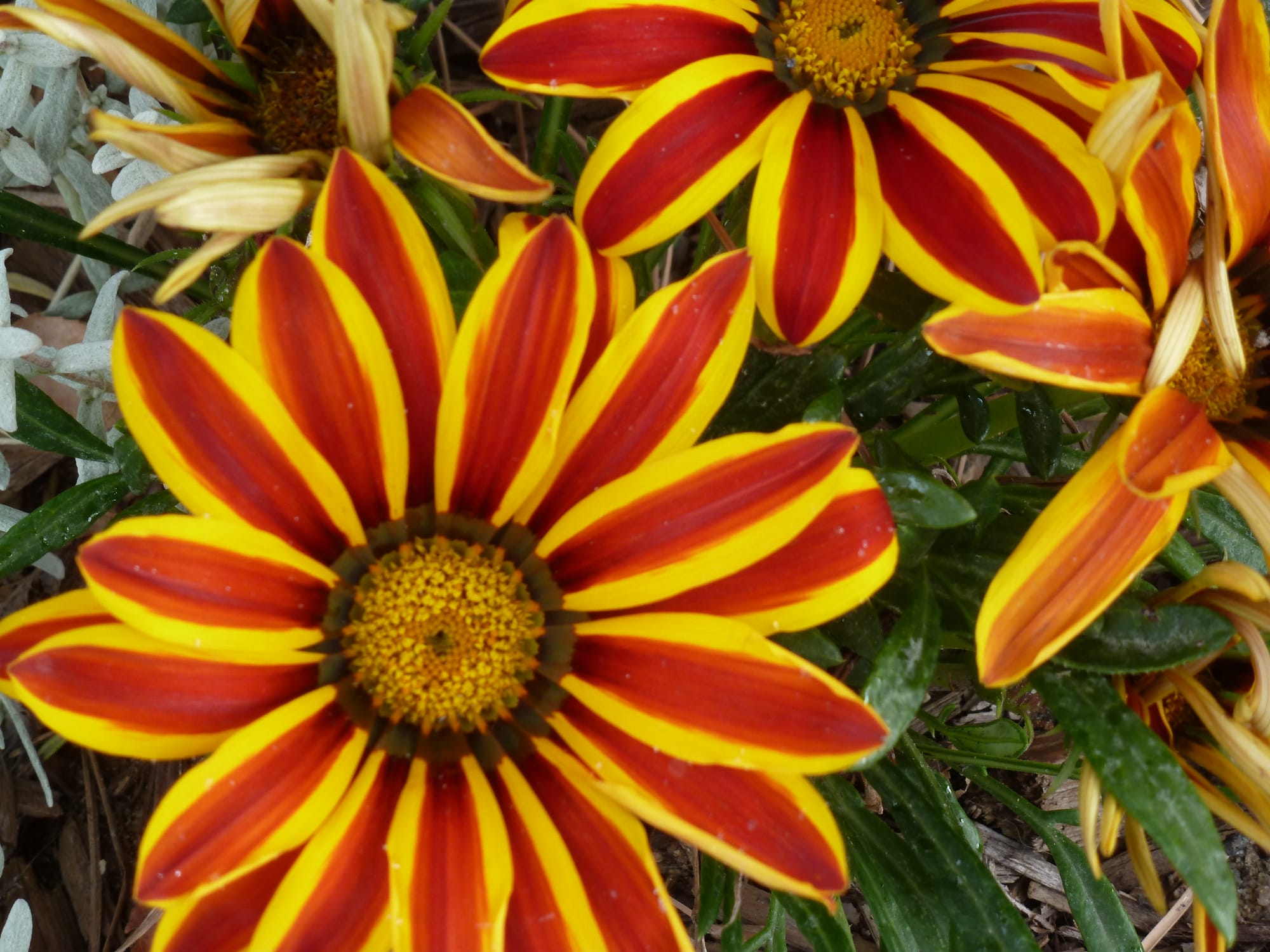 Striped Beauties