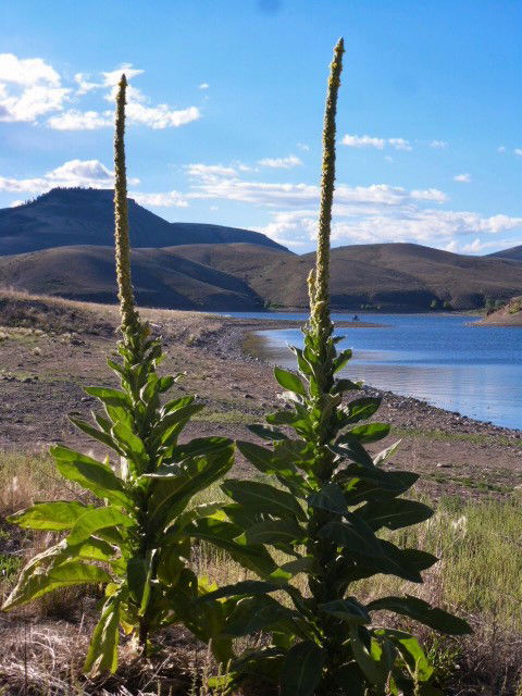 Spring at Blue Mesa