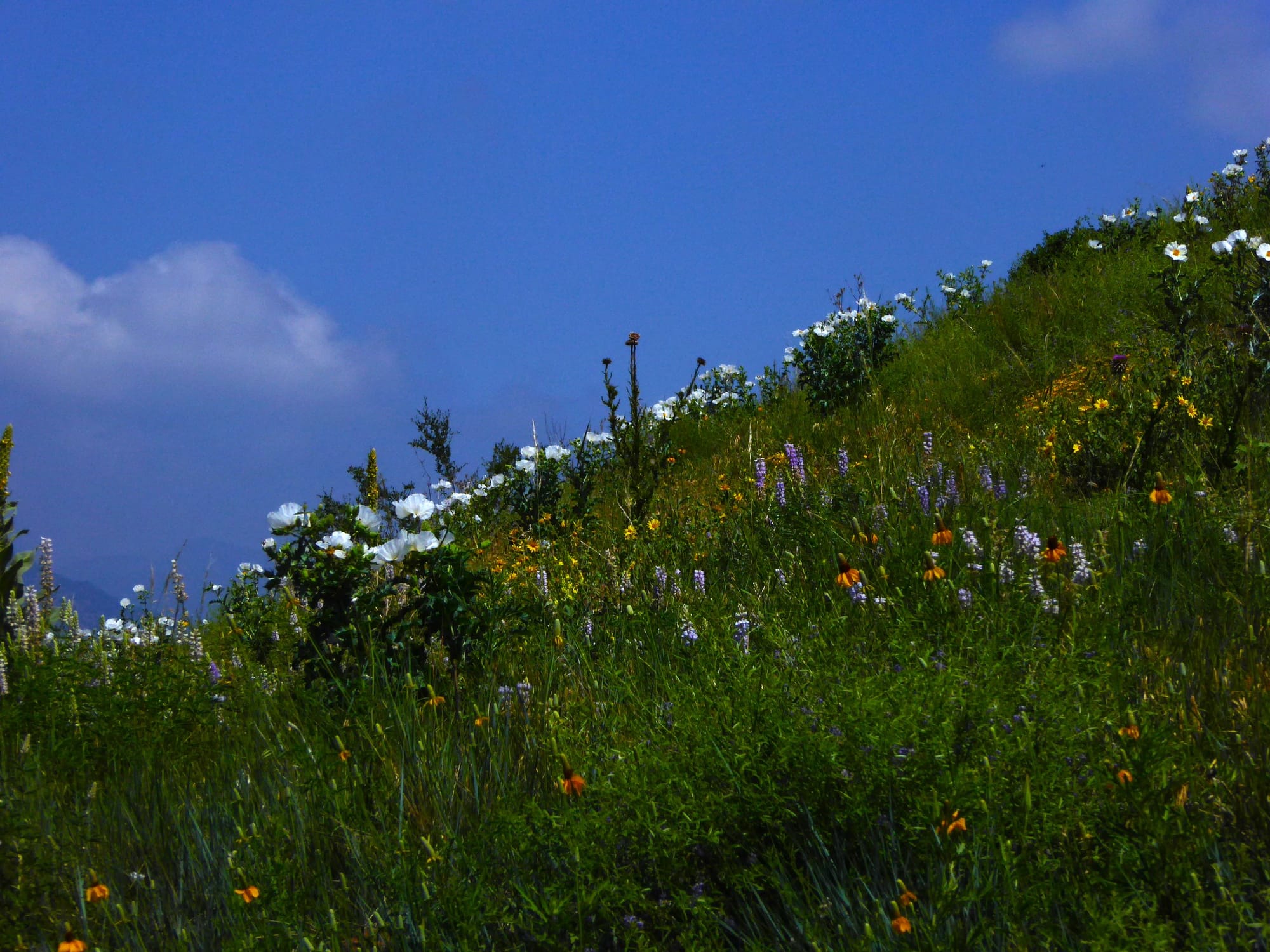 Alpine Spring