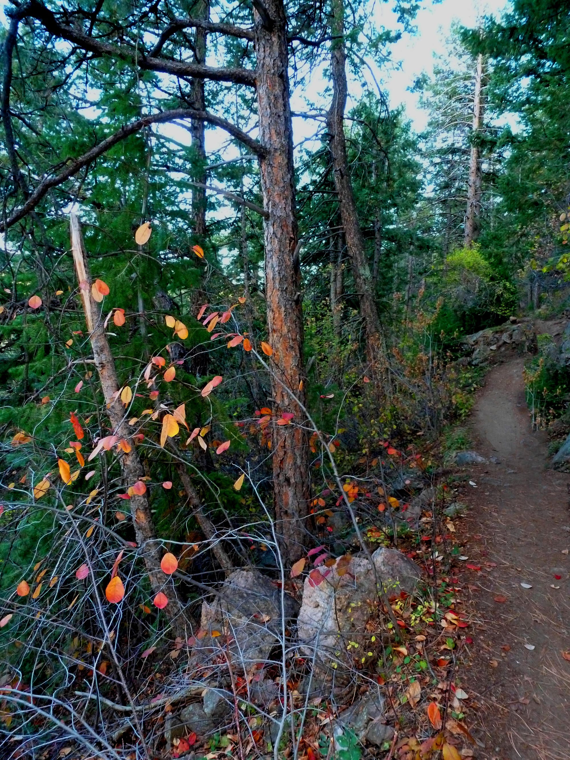 A Colorado Speckled Trail