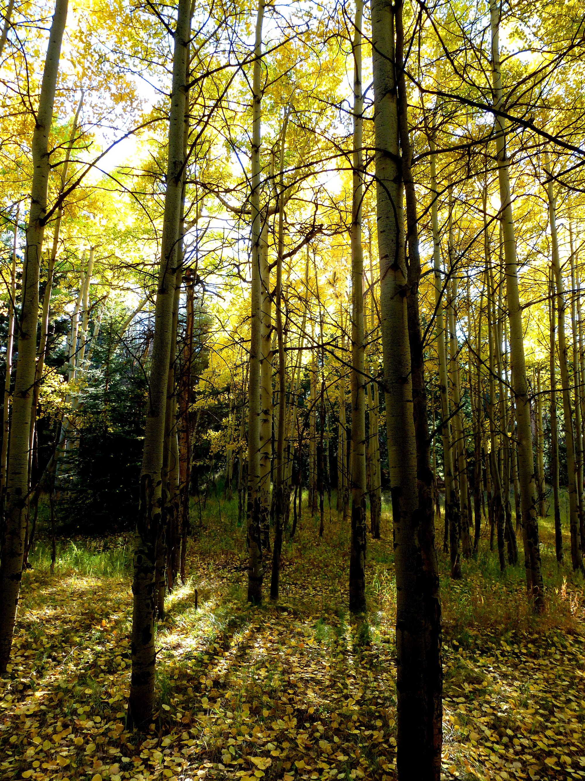 Aspen Grove in the Fall