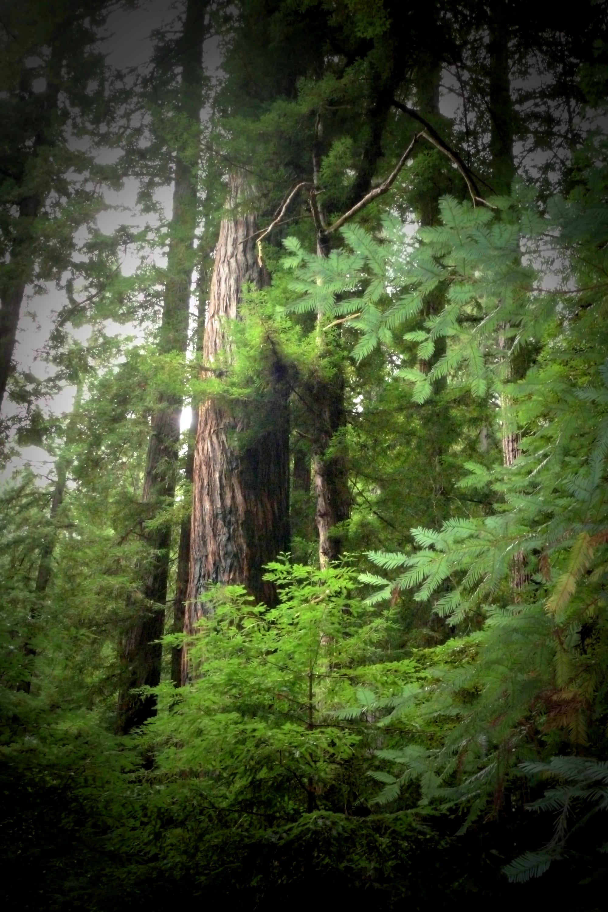 Spring in the Hoh Rainforest