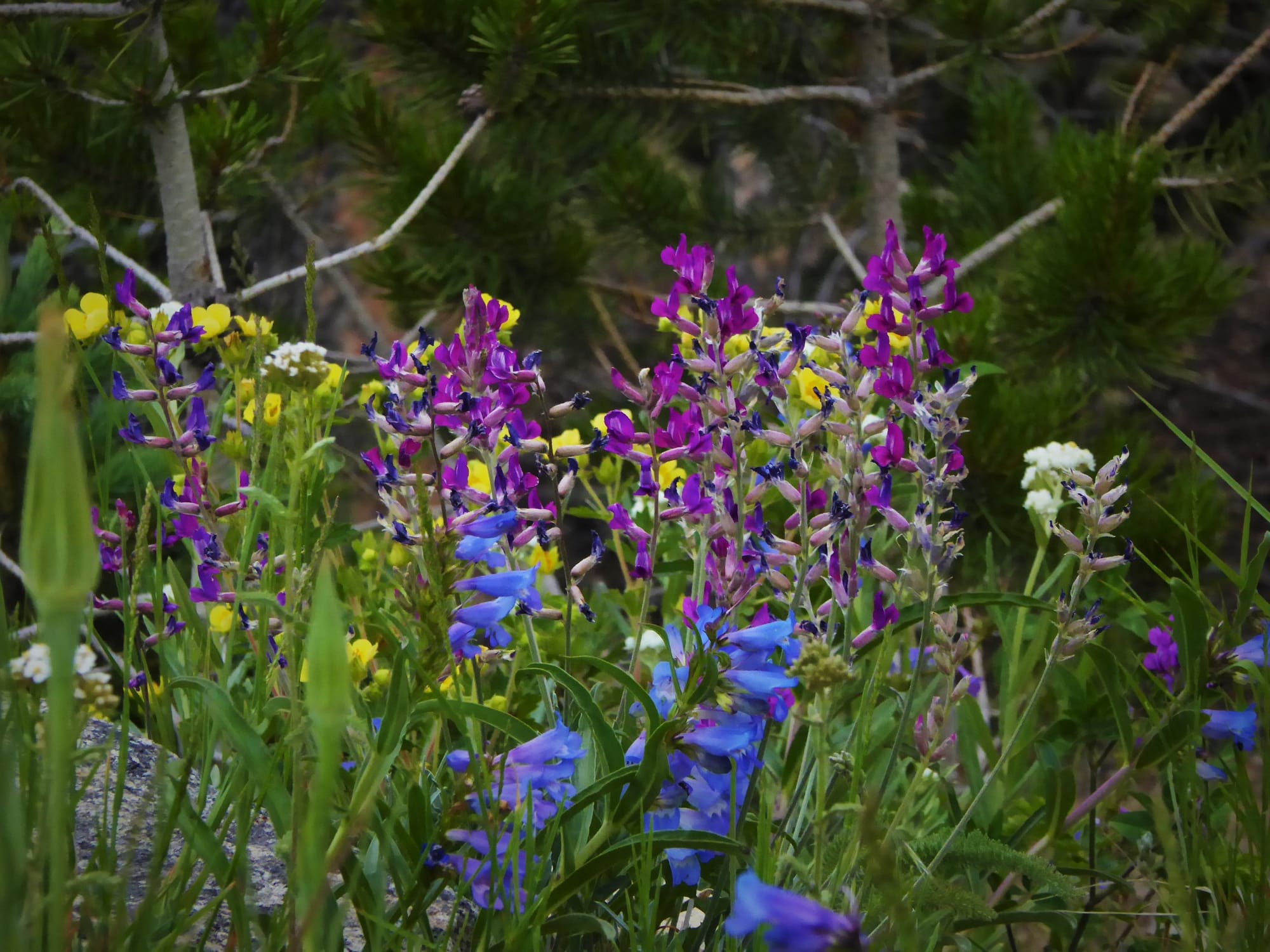 Mountains In Bloom