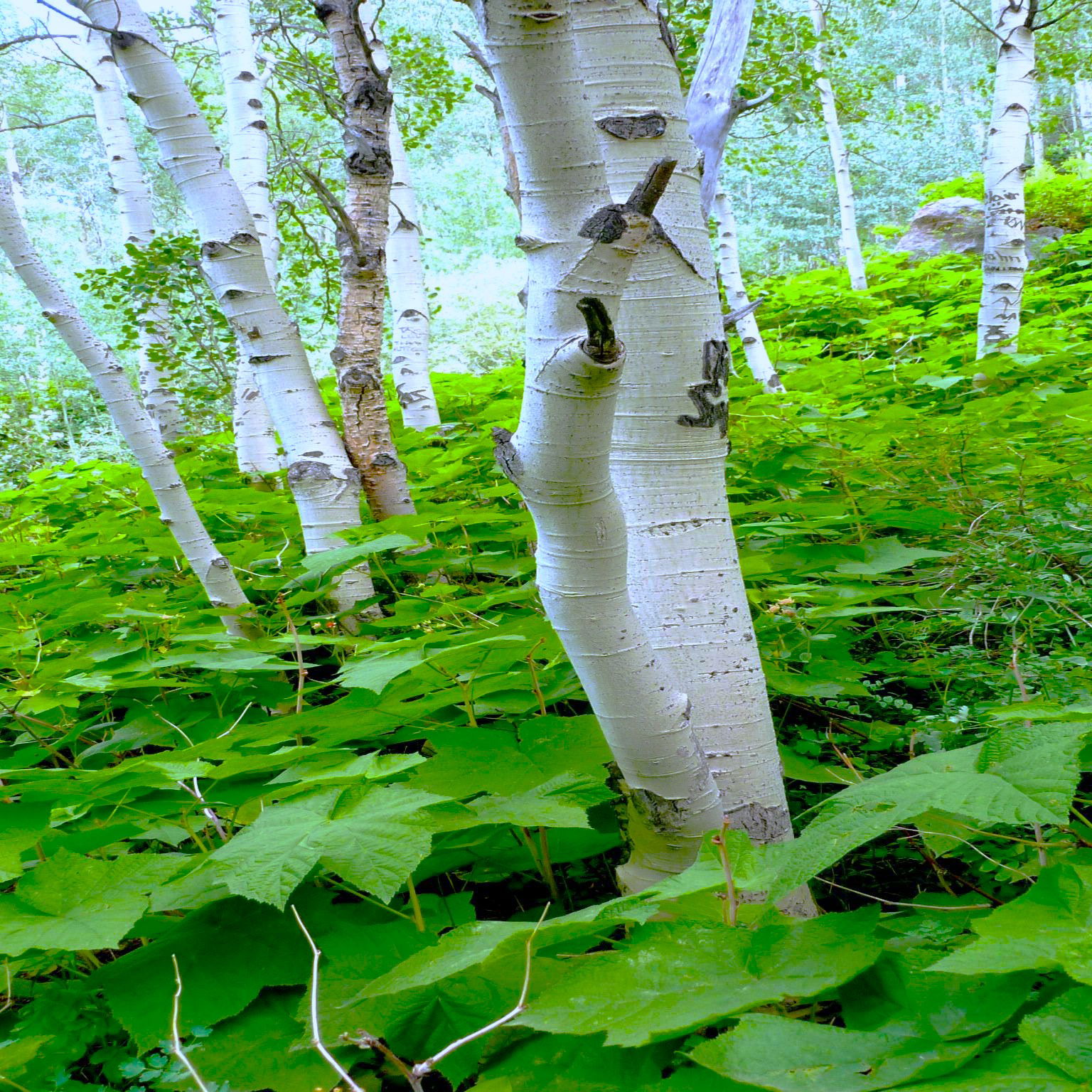 Stretching the Leaves