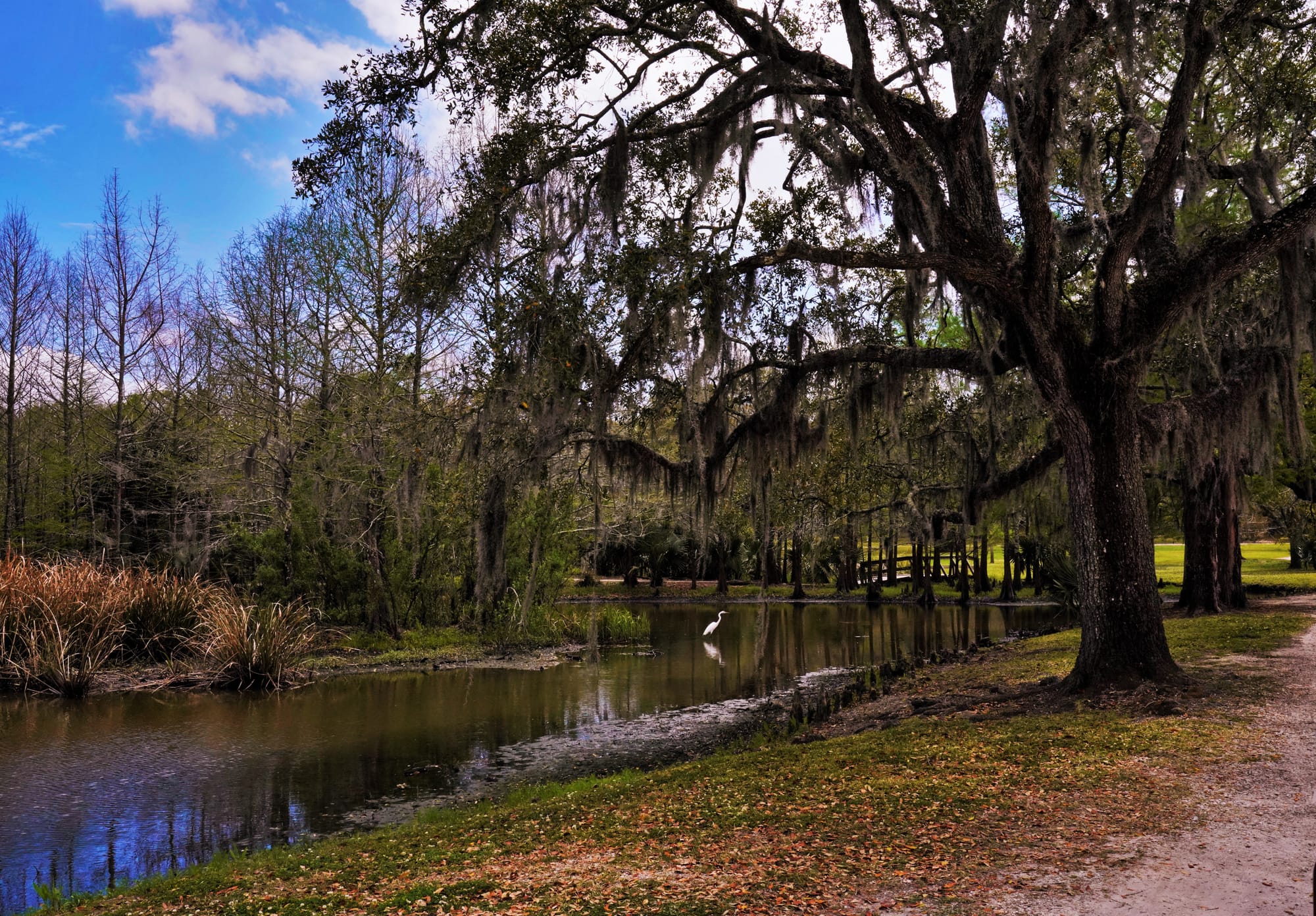 Avery Island Oaks