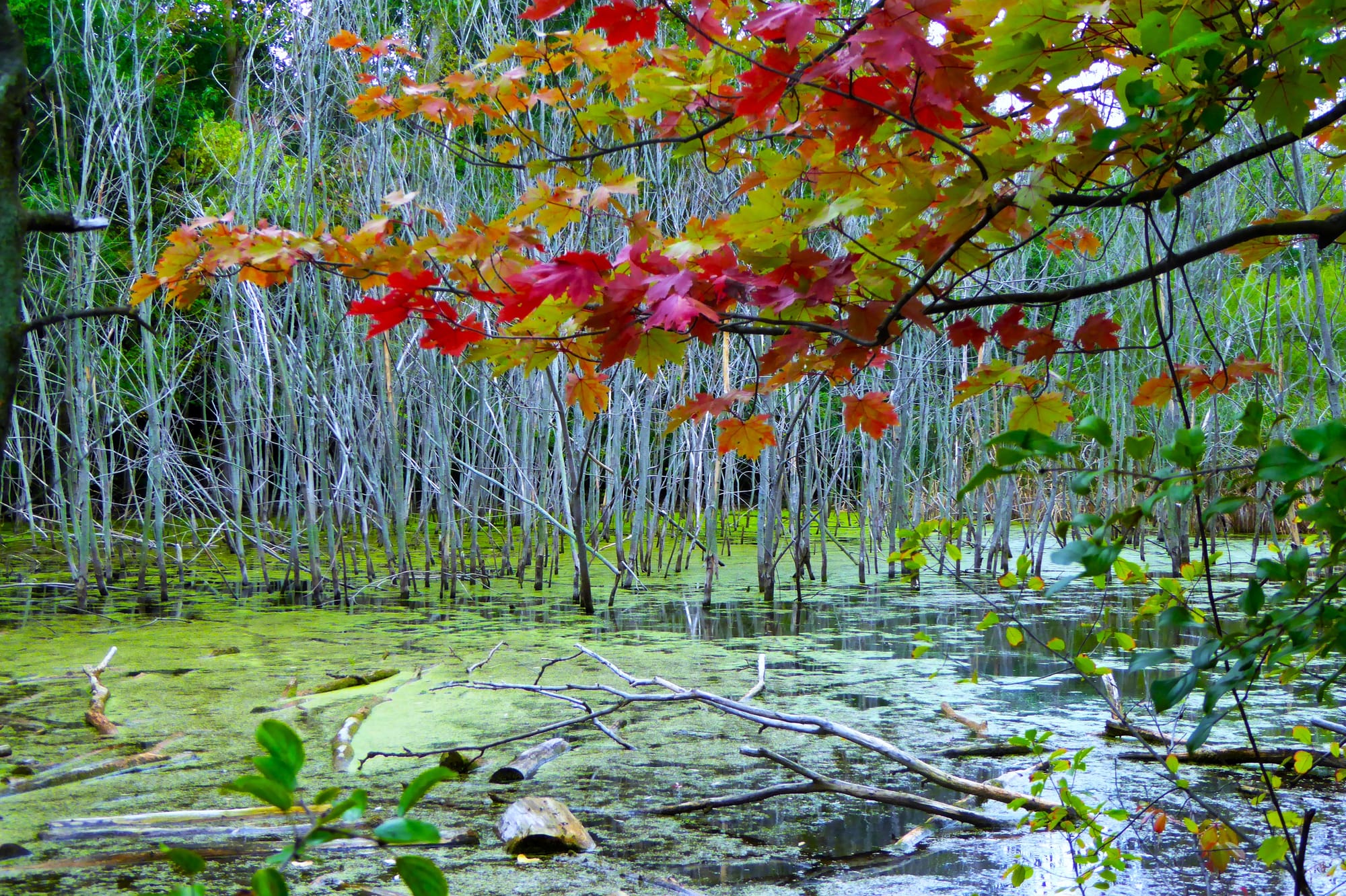 Color Amongst the Lillies