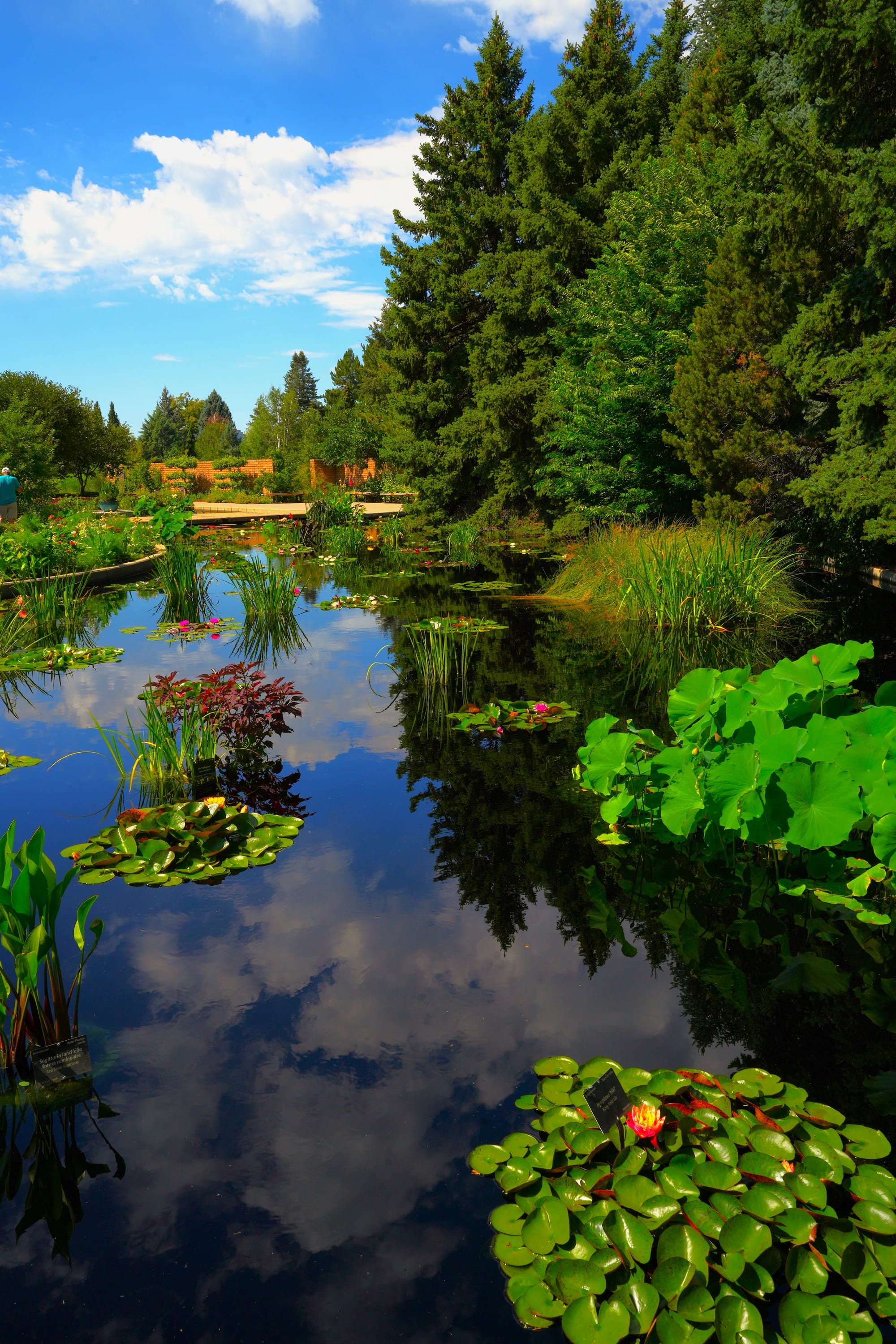 Japanese Lily Pond