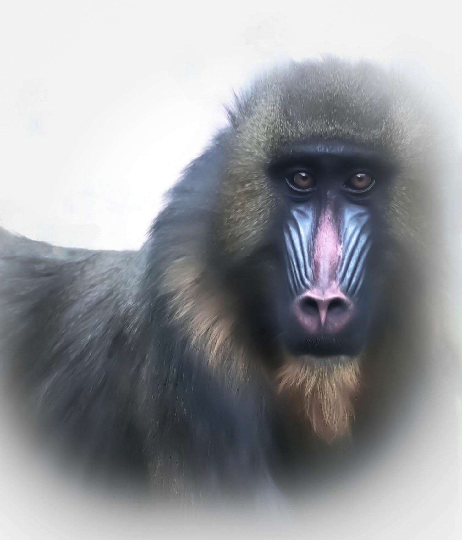 Mandrill Majesty