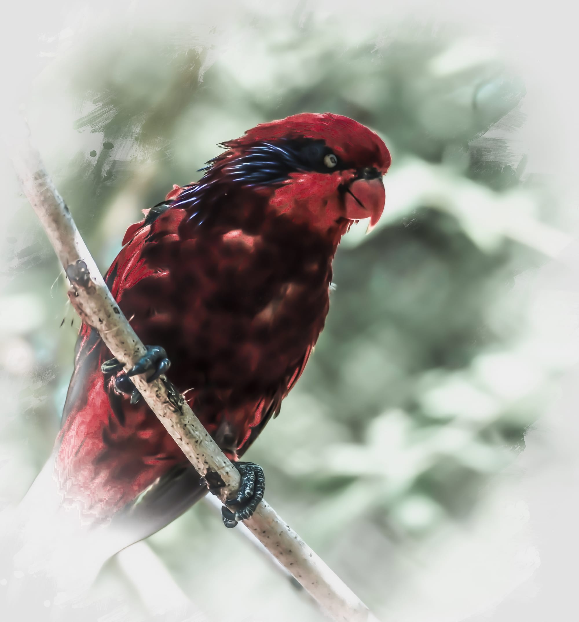 Lorikeet in Crimson