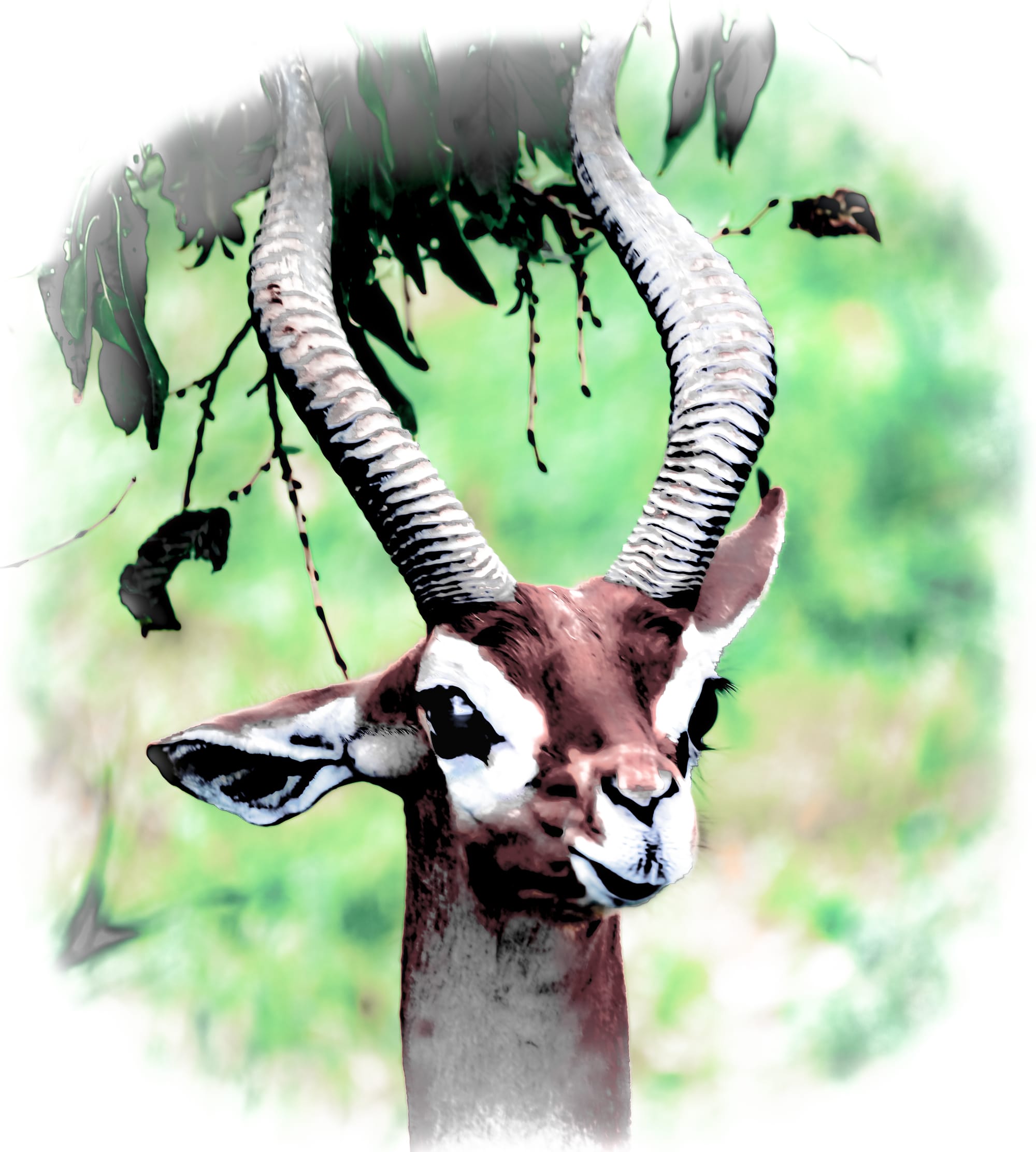 Gaze of the Gerenuk