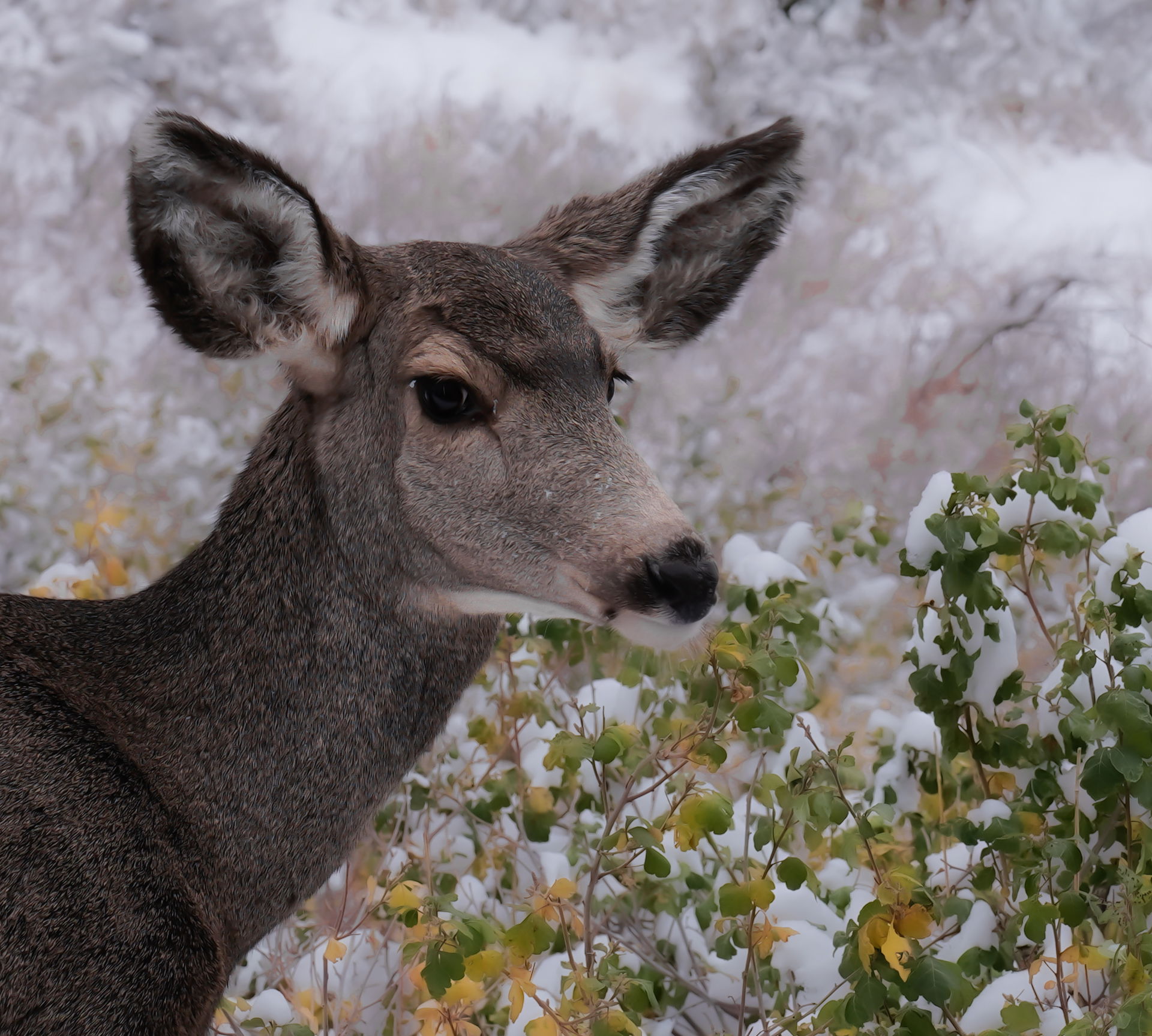 Her First Frost