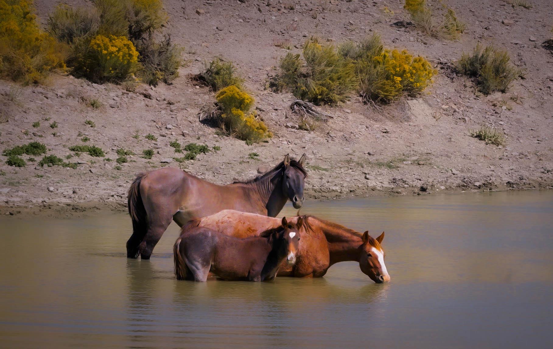 The Family Watering Hole