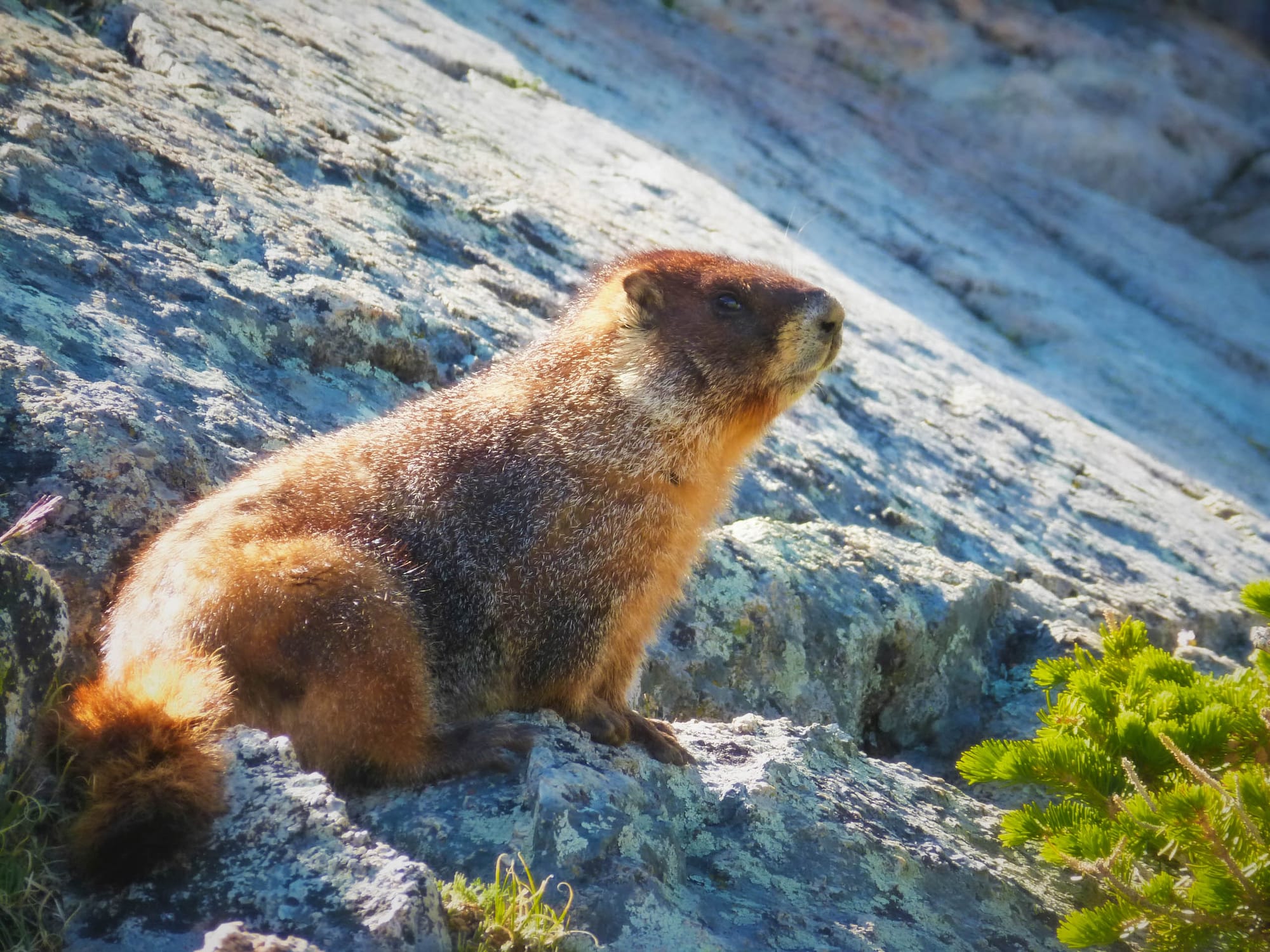 Alpine Resident