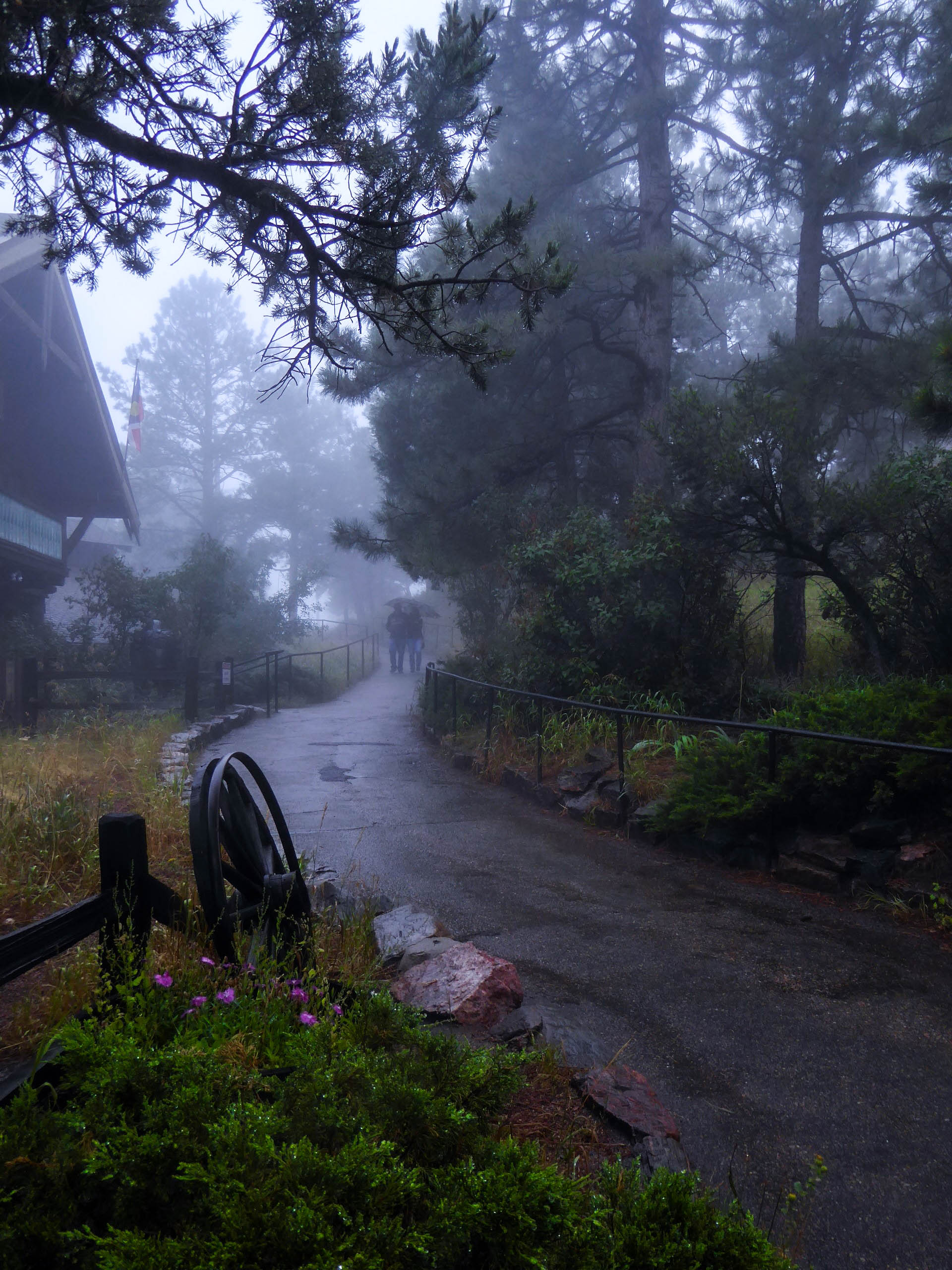 A Stroll in the Mist