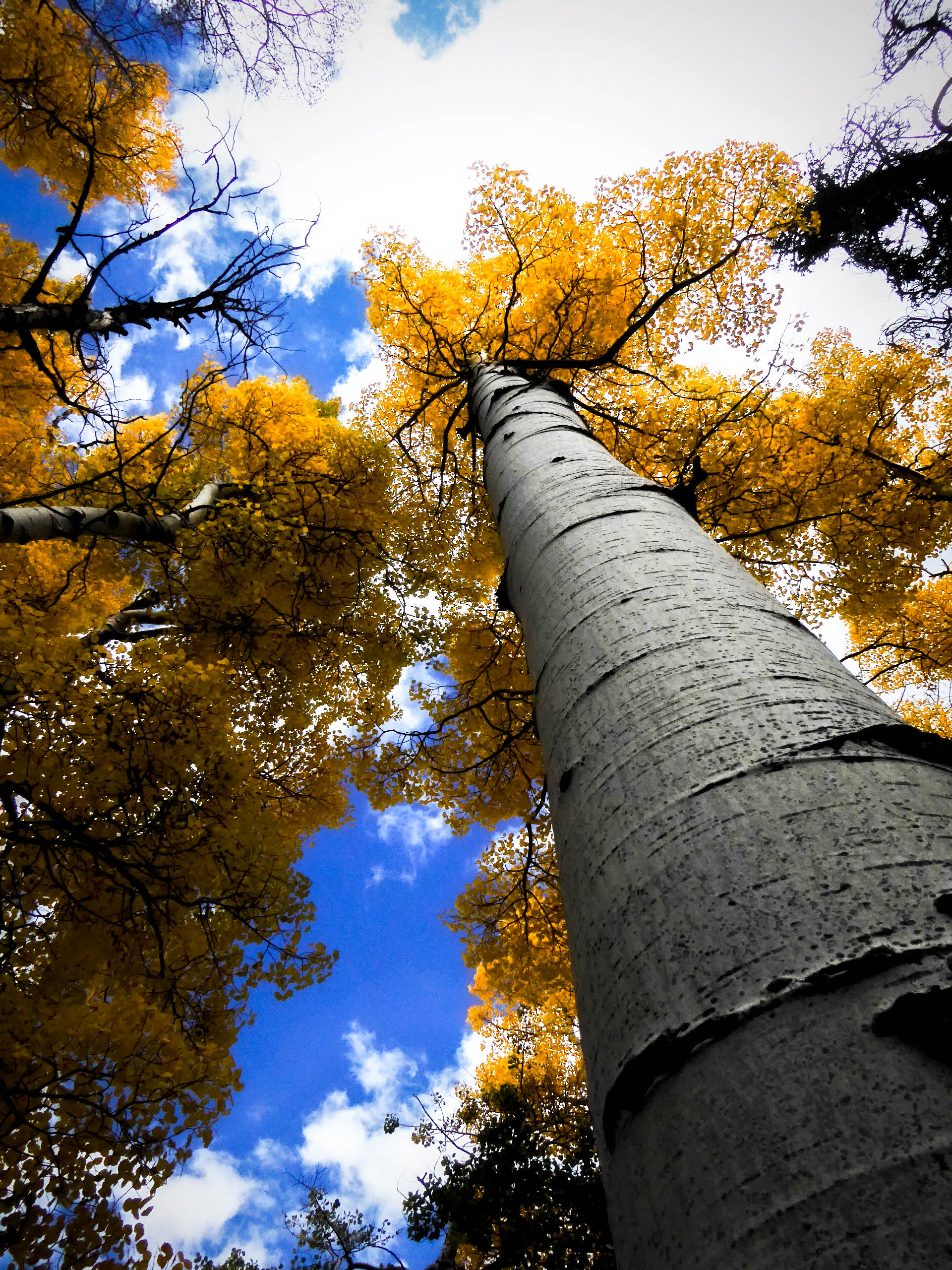 Colorado Aspens