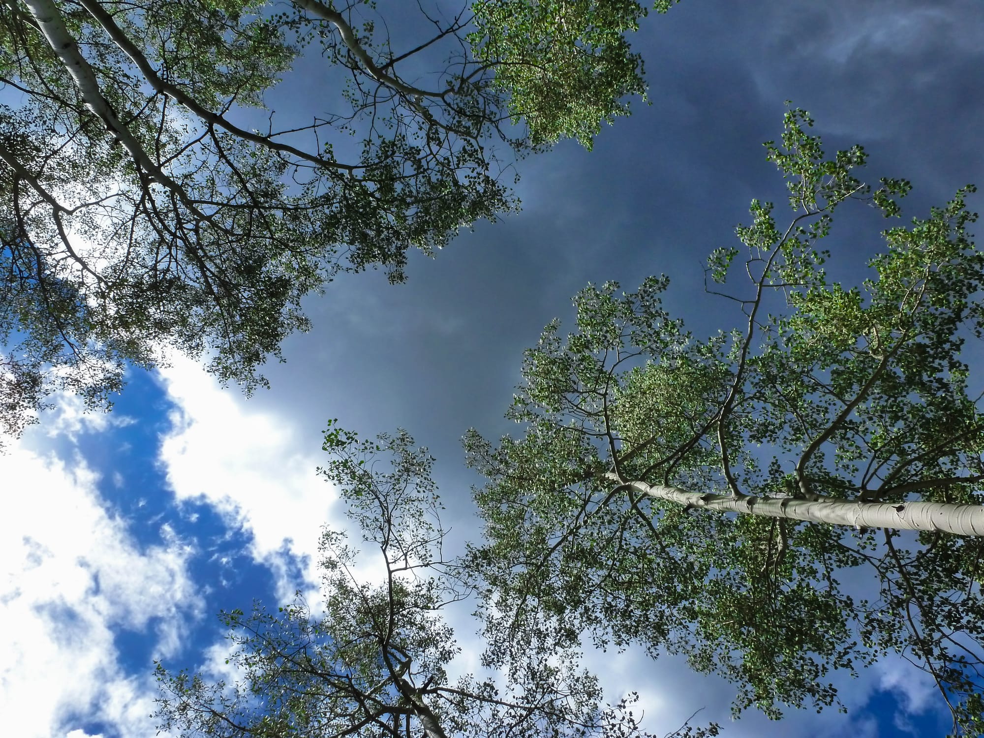 Springtime Aspens