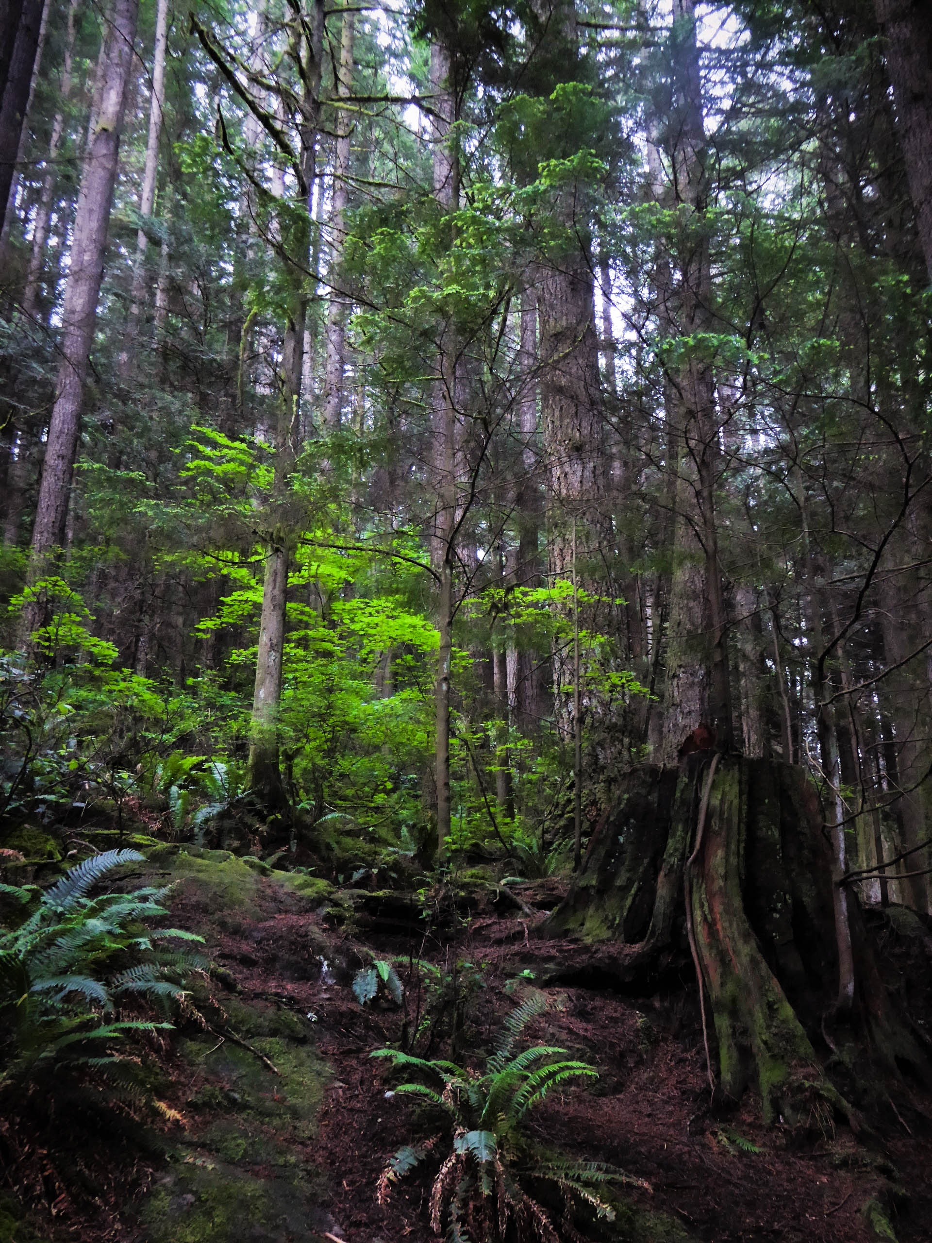 Lynn Canyon Vancouver