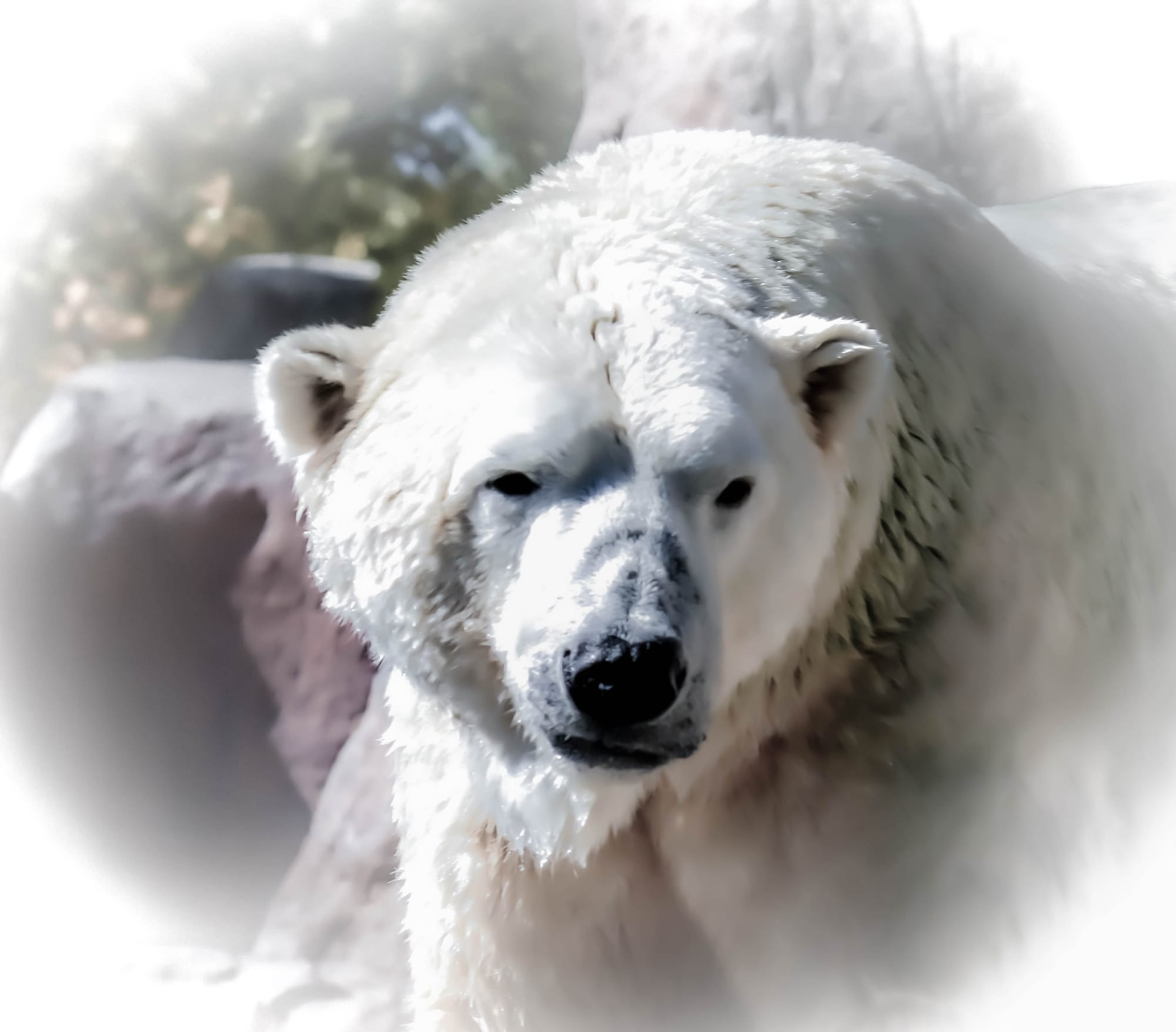 Snow Bear