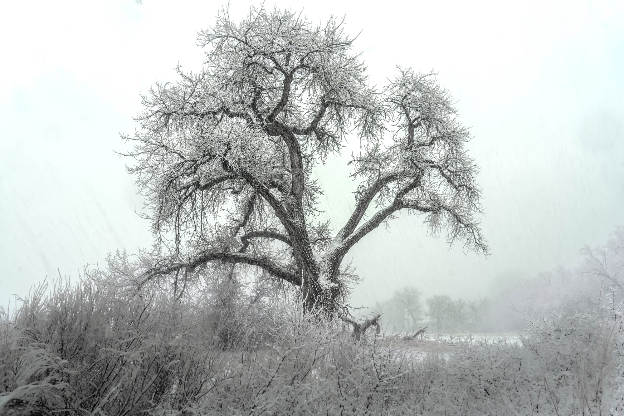 Strength in Winter