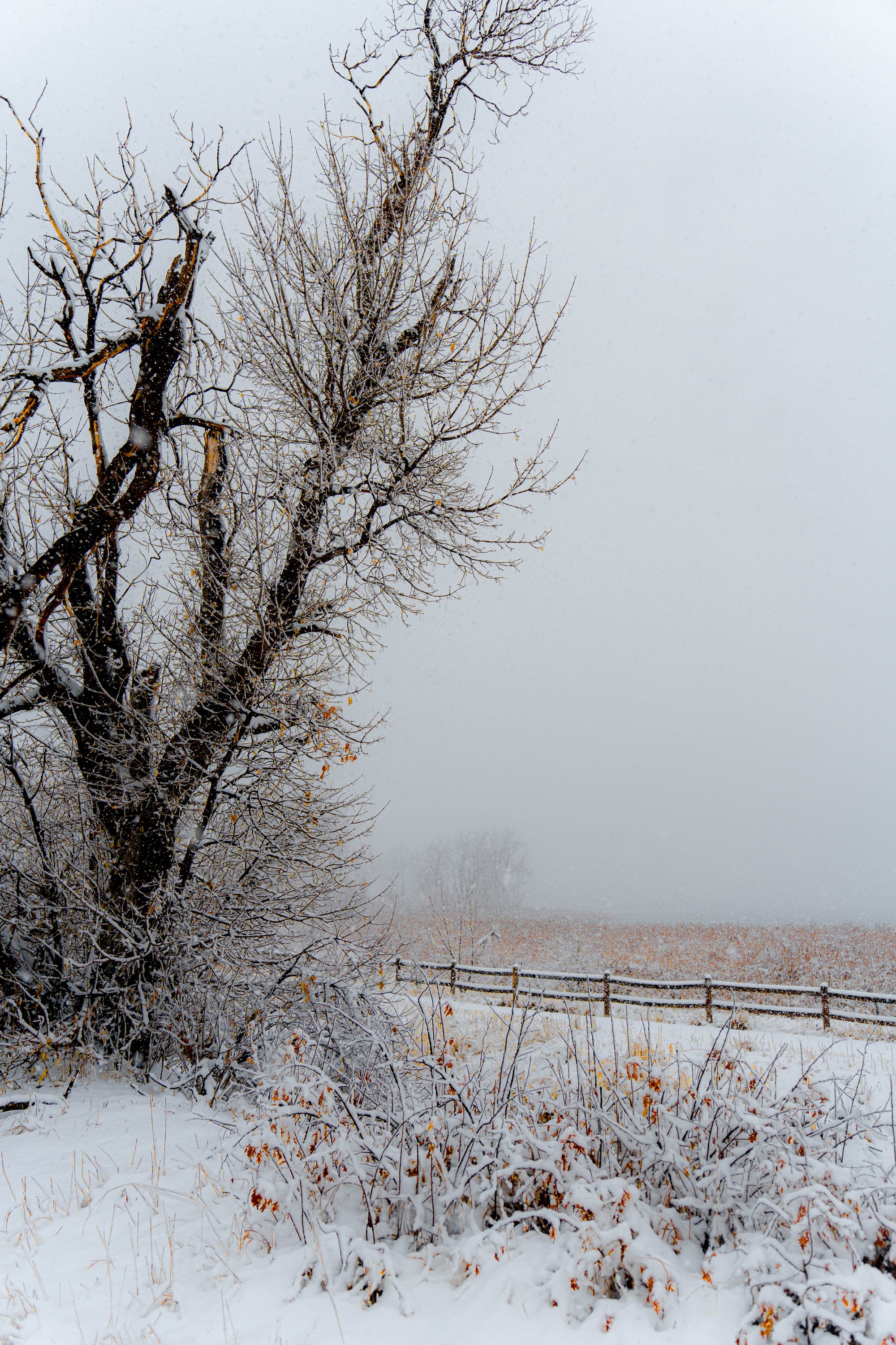 Remnants of Autumn