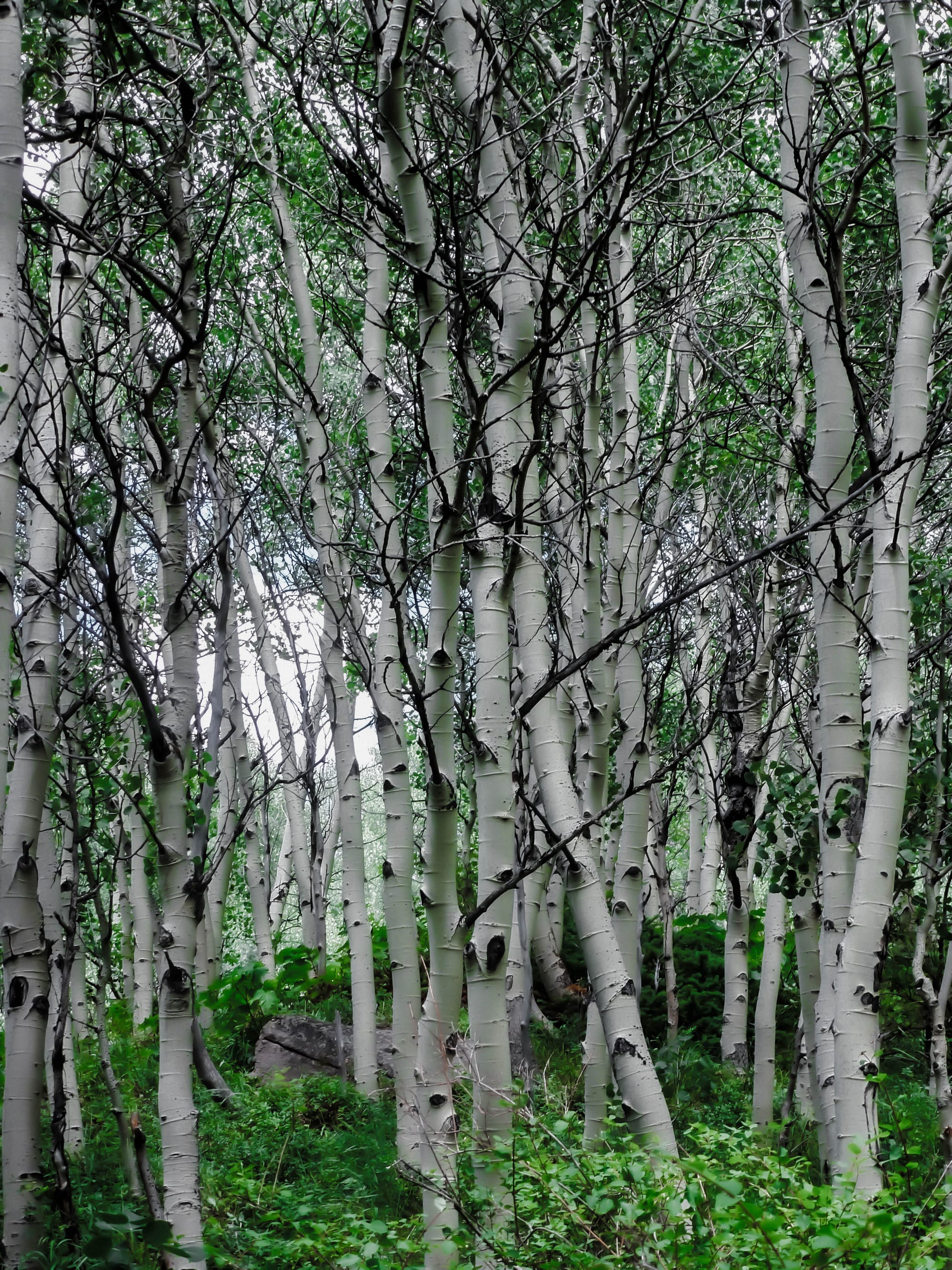 Aspens In the Forrest