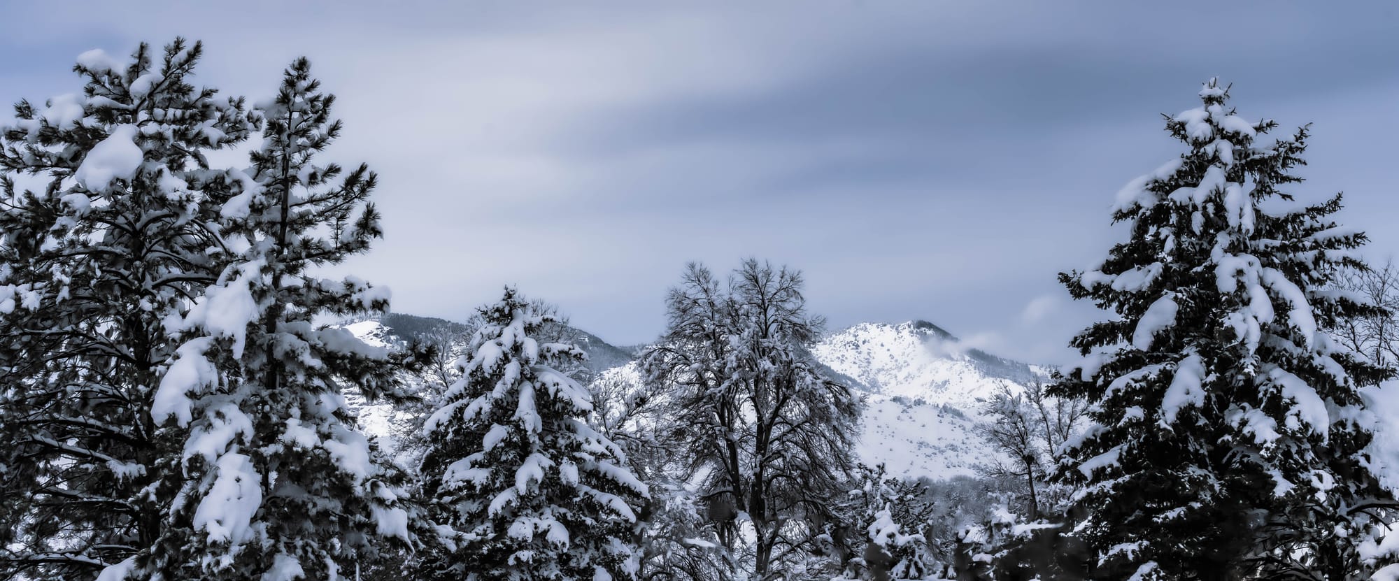 Spring Morning Snow