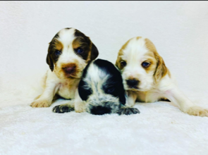 Puppies Available