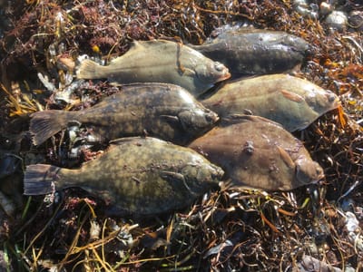 Kommende begivenheder image