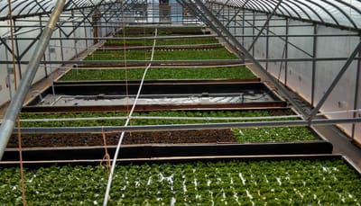  #S. C. fAMILY Farm Features are: image