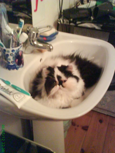 Les petites frimousses