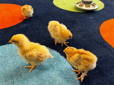 Chicks