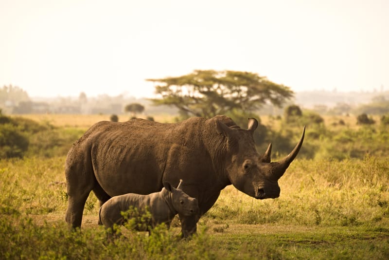 Archéozoo en famille