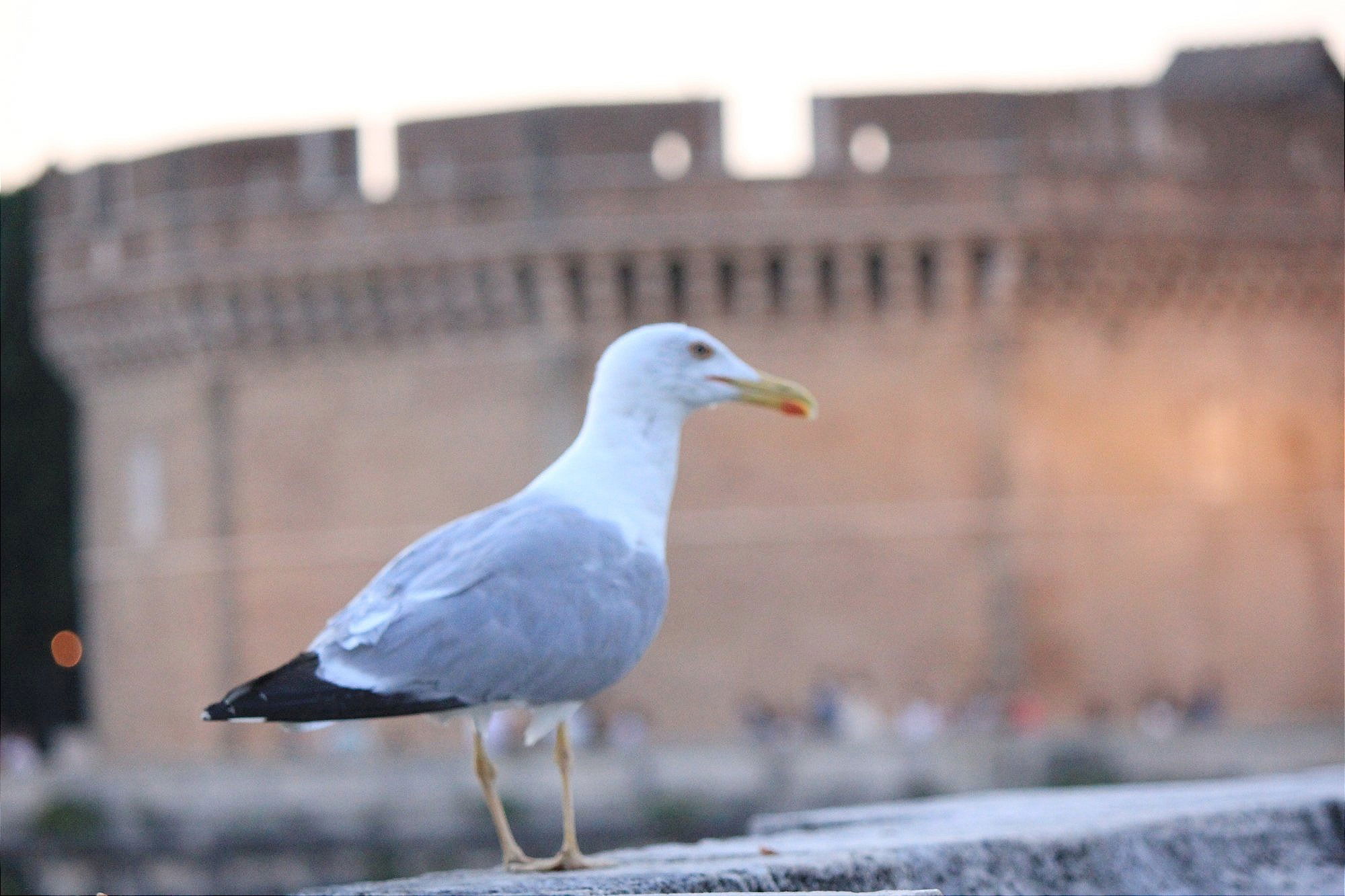 Gaviota romana