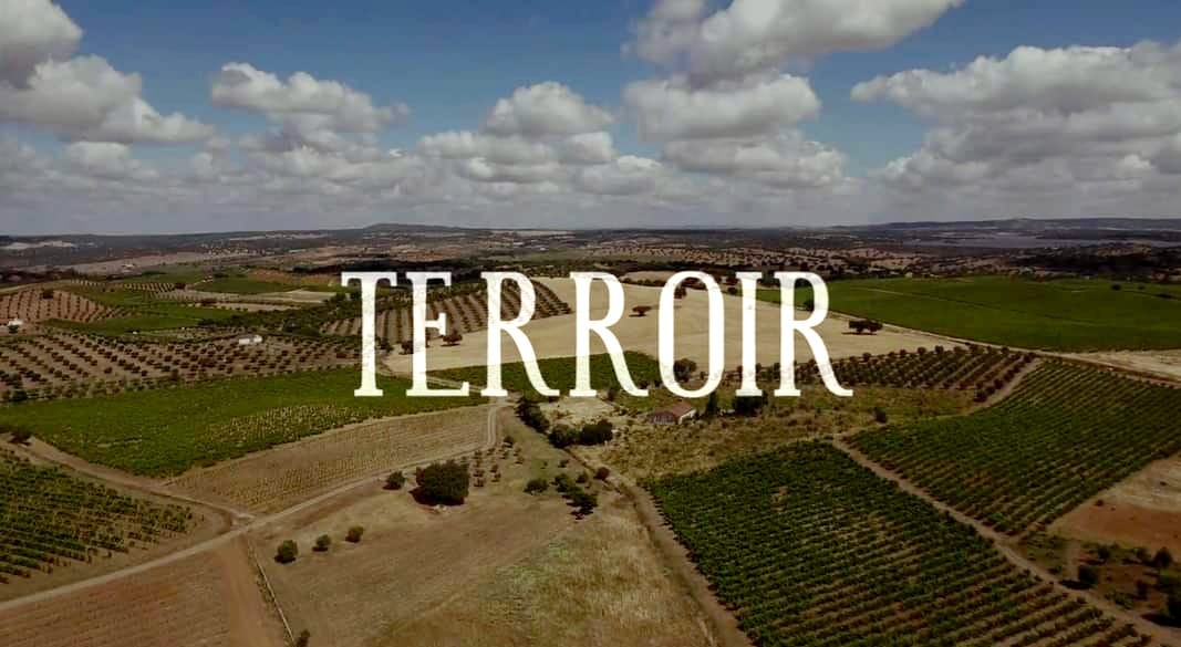 Terroir_o Alentejo, as suas Castas e o Homem que pensou os vinhos