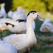 Le canard, oiseau migrateur