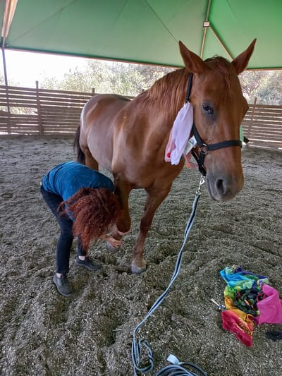 MAESTRAS EQUINAS image