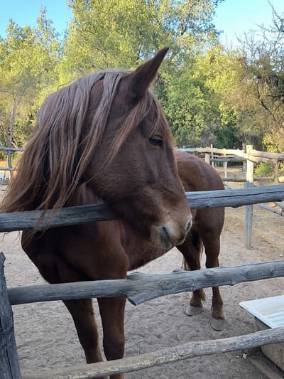 MAESTRAS EQUINAS image