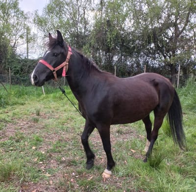 MAESTRAS EQUINAS image