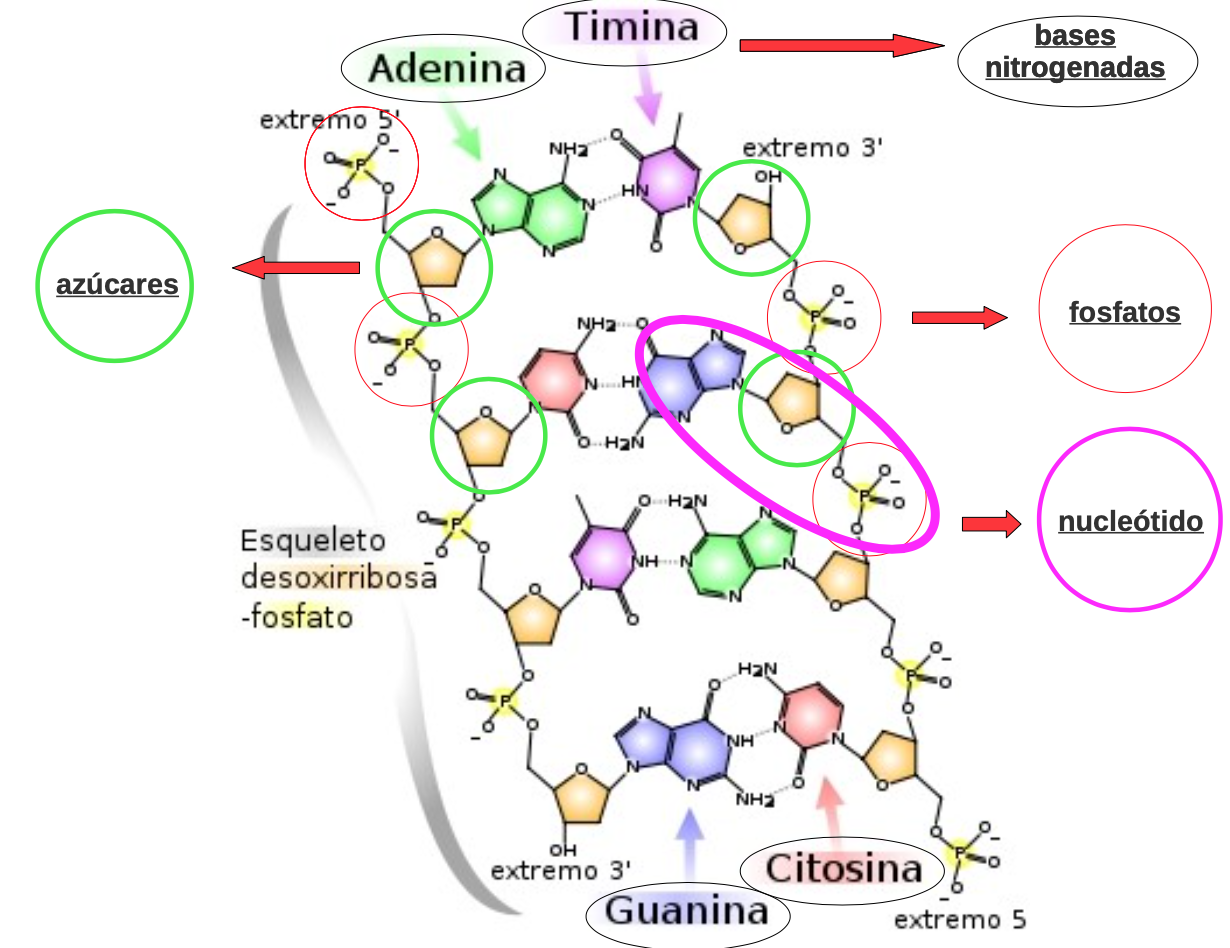 Los caminos de la vida